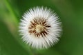 Dandelions of Taraxacum officinale