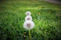 Dandelions three Royalty Free Stock Photo