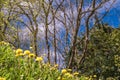 Dandelions, trees and the sky