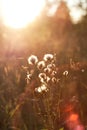 Dandelions under sun rays Royalty Free Stock Photo