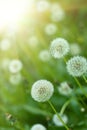 Dandelions under sun rays Royalty Free Stock Photo