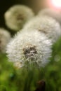 Dandelions under sun rays Royalty Free Stock Photo