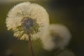 Closeup dandelion in the gentle morning sunlight on a green background. Royalty Free Stock Photo