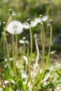 Dandelions and Weeds in Spring Royalty Free Stock Photo