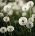 Dandelions