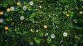 Dandelions and Clover Field Royalty Free Stock Photo