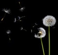 Dandelions in the wind