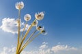 Dandelions on the wind