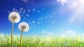 Dandelions With Wind In Field - Seeds Blowing Away Royalty Free Stock Photo
