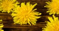 Dandelions on a wooden background, drops of water