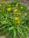 Dandelions in Yaremcha Royalty Free Stock Photo