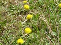 Dandelions Royalty Free Stock Photo