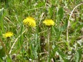 Dandelions Royalty Free Stock Photo