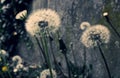 dandelions for your wishes to come true