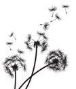 Three Dandelions with seeds drifting in the breeze