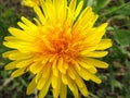 Dandelion flower. Naturist medicine. Macro