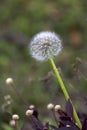 Dandelion on the backyard