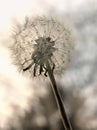 Dandilion