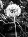 Dandilion Royalty Free Stock Photo