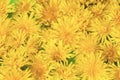 Dandilion flowers Royalty Free Stock Photo