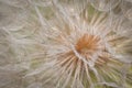 Dandilion Fluff Royalty Free Stock Photo