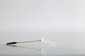 Dandilion on gray, shiny surface Royalty Free Stock Photo