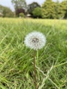 A dandilion plant ready for wind-aided seed dispersal. Royalty Free Stock Photo