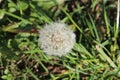 White dandilion seed clock Royalty Free Stock Photo