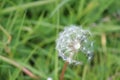 White dandilion seed clock Royalty Free Stock Photo