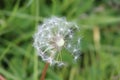 White dandilion seed clock Royalty Free Stock Photo