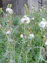 Dandilions in the field Royalty Free Stock Photo