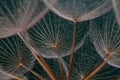 Dandilions shot against green Royalty Free Stock Photo