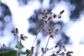 dandillion flowers with flowers arranged like thin feathers Royalty Free Stock Photo