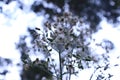 dandillion flowers with flowers arranged like thin feathers Royalty Free Stock Photo