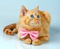 Dandy Cat Royalty Free Stock Photo