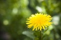 Dandy Lion Bloom in Garden Royalty Free Stock Photo