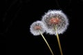 Dandy Lion Flowers