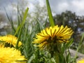 Dandy lion flowers in spring