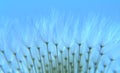 Dandy seeds against blue sky