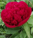 A dandy of spring flowers a magnificent peony with a delicate fragrance grows in a bouquet with the same flowers