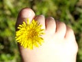 Dandy toes Royalty Free Stock Photo