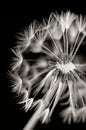 Dandylion in black and white Royalty Free Stock Photo