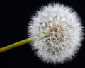 Dandylion clock Royalty Free Stock Photo