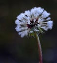 Dandylion with Dew Drops Frozen on Seeds Royalty Free Stock Photo