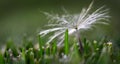 Dandylion Seed In Green Grass Royalty Free Stock Photo