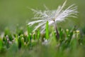 Dandylion Seed In Green Grass Royalty Free Stock Photo