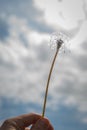 Dandylion silhouette Royalty Free Stock Photo