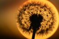 Dandylion In Sunlight with Seeds Detail Glowing Orange Sun Royalty Free Stock Photo