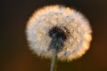 Dandylion In Sunlight with Seeds Detail Royalty Free Stock Photo