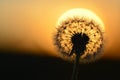 Dandylion In Sunlight with Seeds Detail Royalty Free Stock Photo